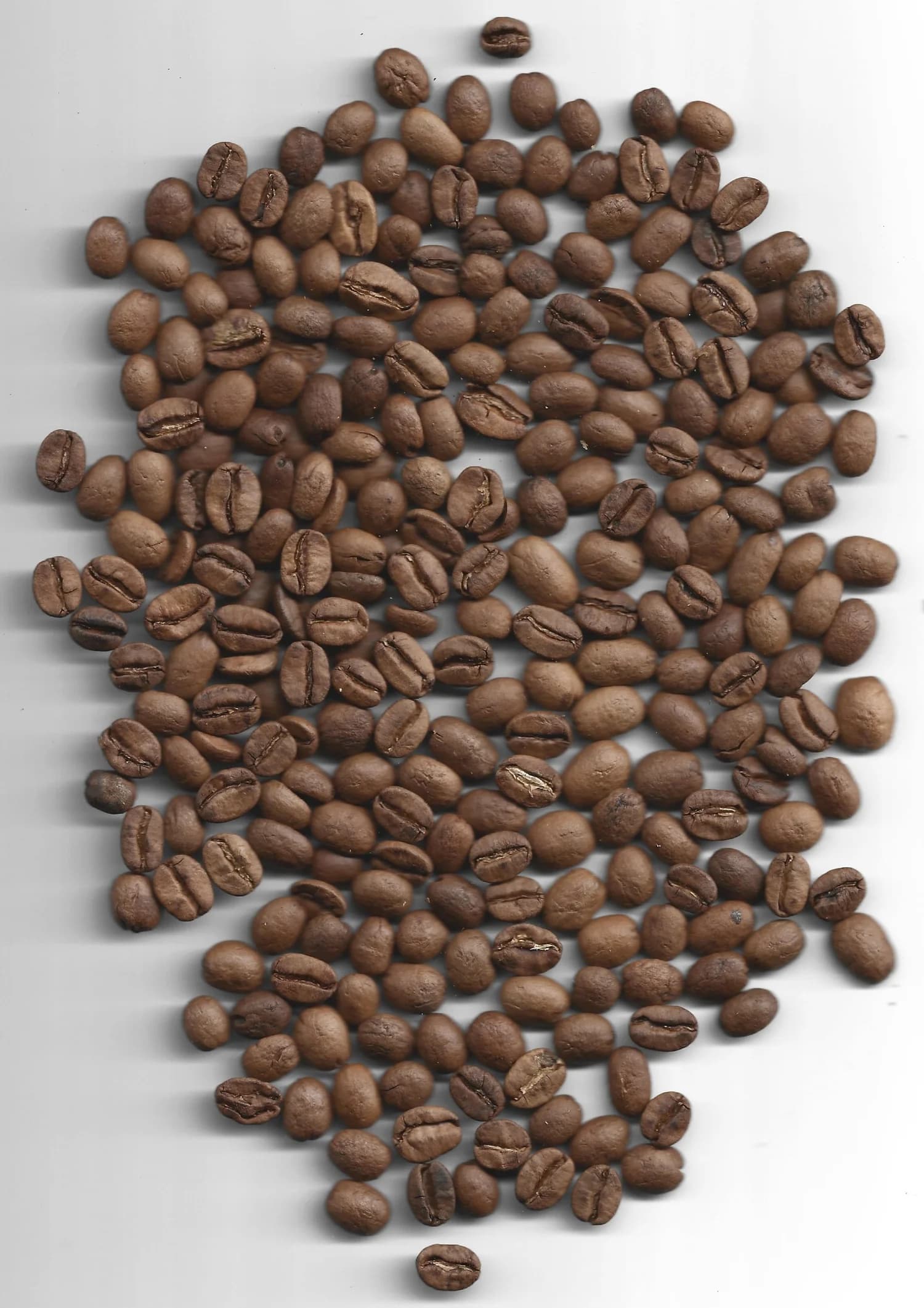 KlonKaffe kaffebønner